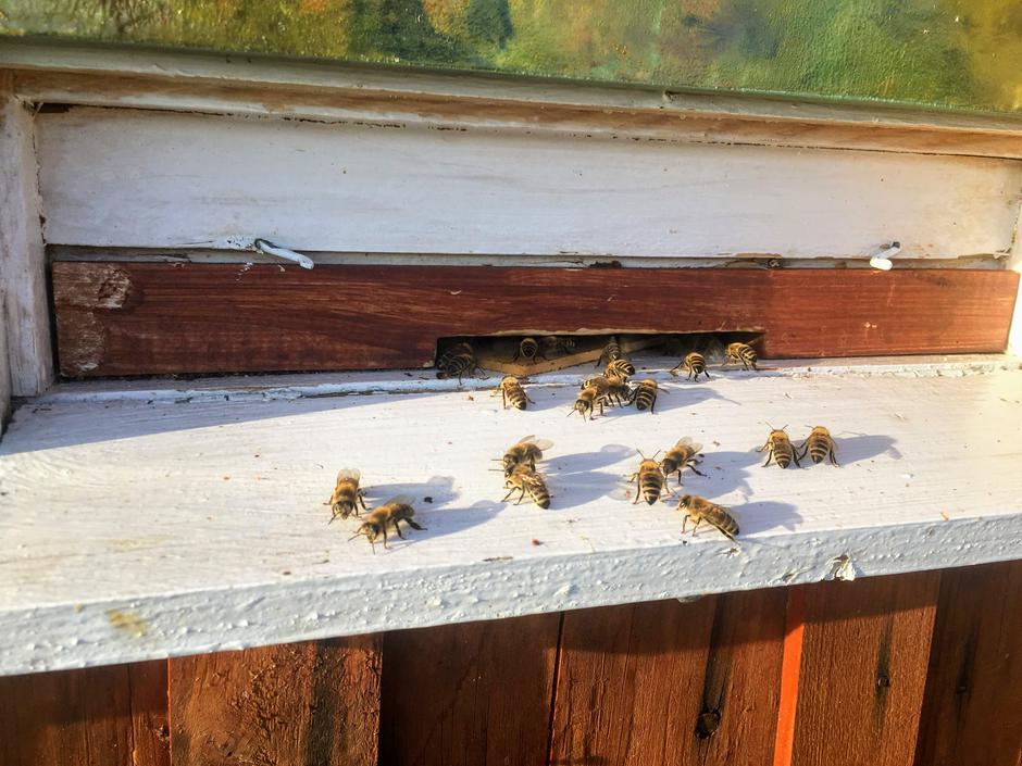 Čebele | Avtor: A. Š.