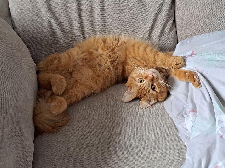 Mačka | Avtor: Profimedia