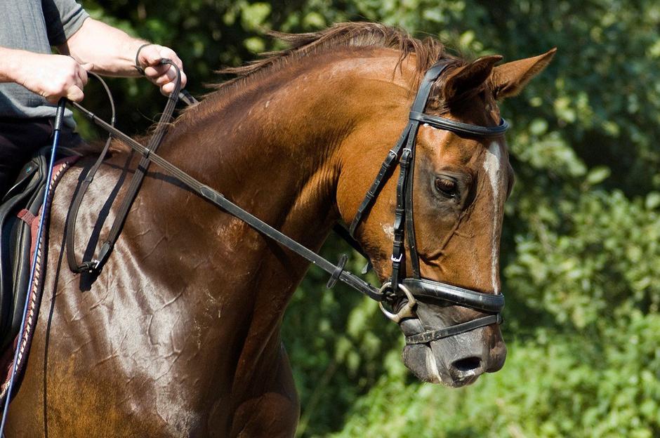 konj jezdec jahanje ježa | Avtor: Profimedia