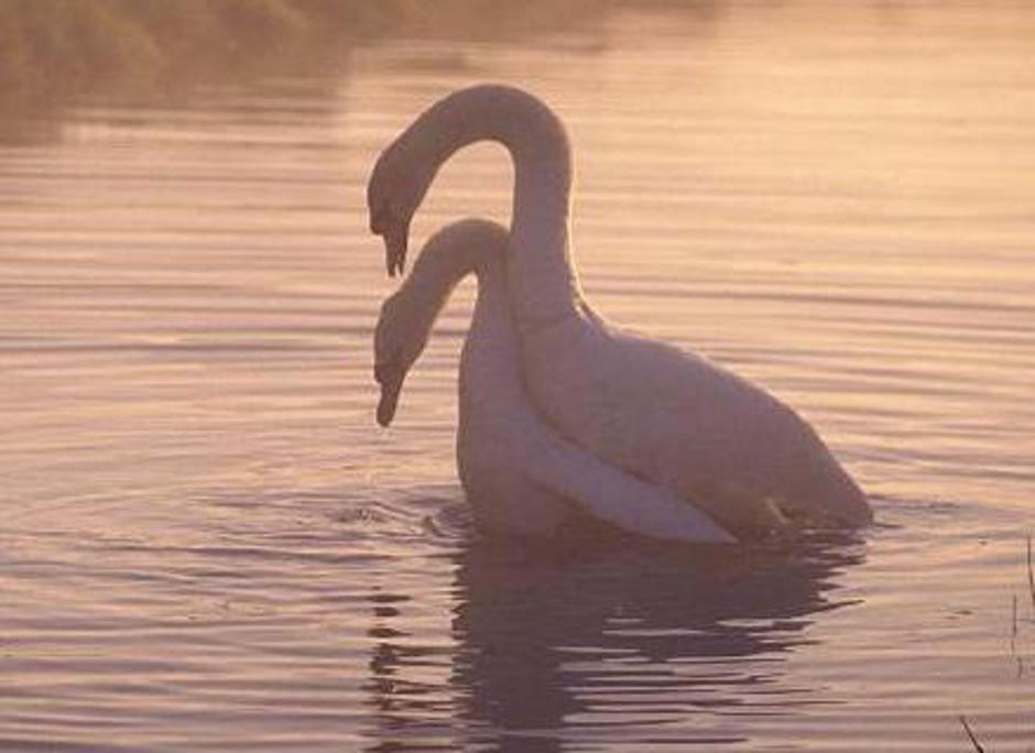 Laboda grbca skrbita za nadaljevanje vrste. | Avtor: Žurnal24 main