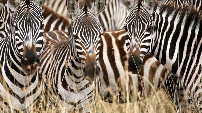 Masai Mara, Kenija