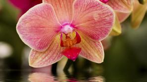 orhideja_260111
