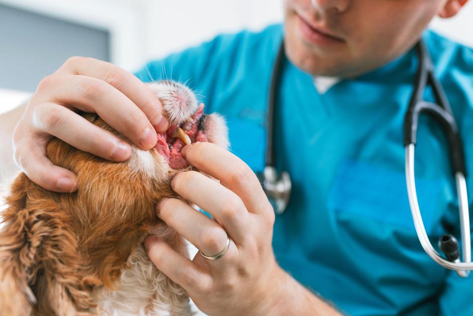 pes, veterinar, zobje | Avtor: Profimedia