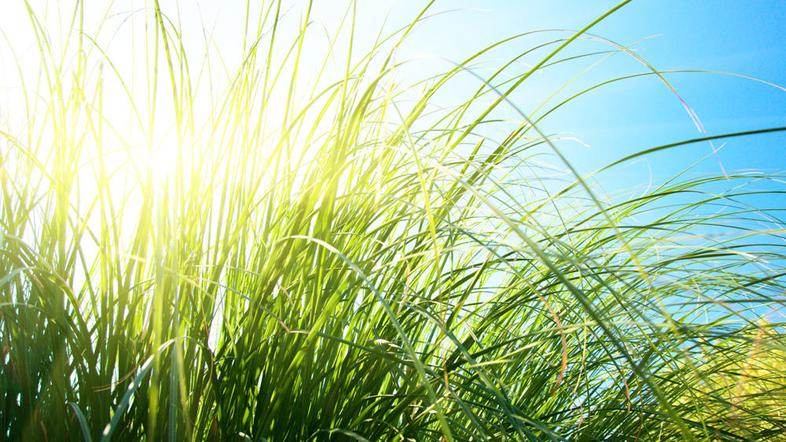 (Foto: Shutterstock)