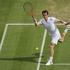 andy murray wimbledon