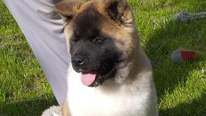 Ameriška akita - Psarna Ferapede