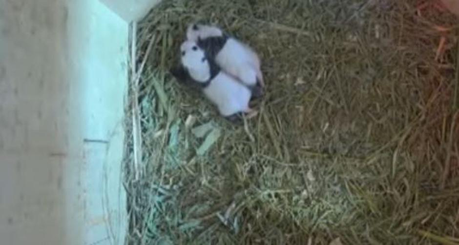 Pandi Dunaj  | Avtor: Youtube