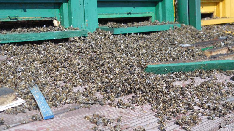 (Foto: Barbara Bradač)