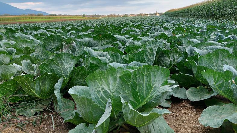 Lokalna hrana je bila na Brdu vedno cenjena