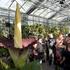 amorphophallus titanum roza cvetenje