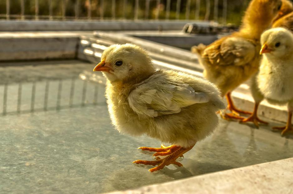 Piščanci | Avtor: Profimedia