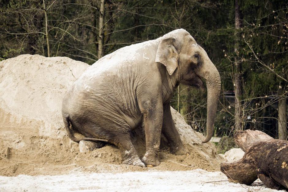 Slon | Avtor: ZOO Ljubljana