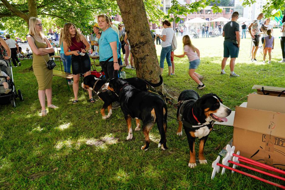 festival za ljubitelje živali | Avtor: Matija Janezic