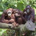 Vsako leto ljudje ubijejo okoli 1500 orangutanov. (Foto: Shutterstock)