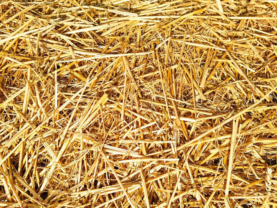 zastirka | Avtor: Profimedia