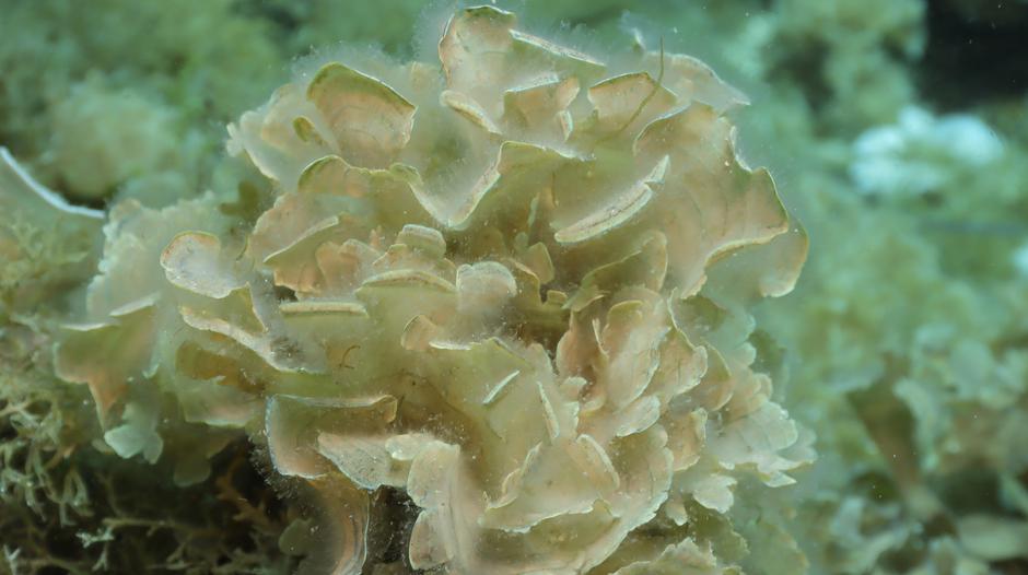  | Avtor: Institut za oceanografijo in ribištvo/Facebook