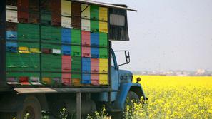 Bedeku so strupi že leta 2008 pomorili čebele v panjih pri Pesnici. Takrat je od