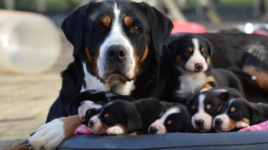Veliki švicarski planšarski pes