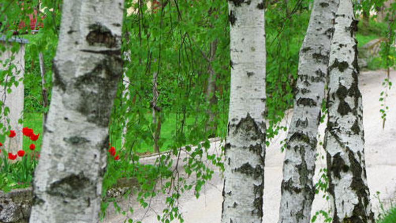 Bele breze so zaščitni znak Bele krajine.