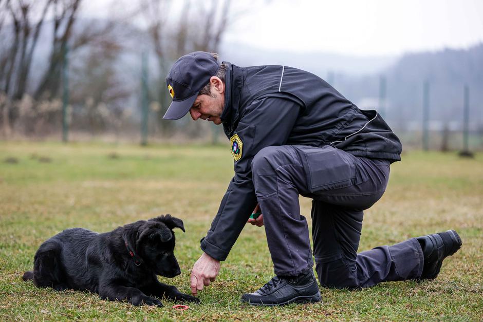 oddelek za šolanje službenih psov Gmajnice, policijski psi, šolanje psov | Avtor: Saša Despot