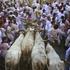 Festival San Fermin v španski Pamploni.