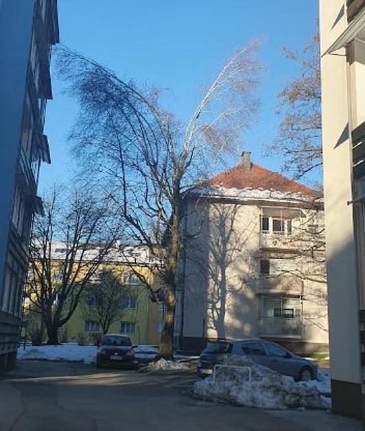 Breza na Gosposvetski 13, Kranj