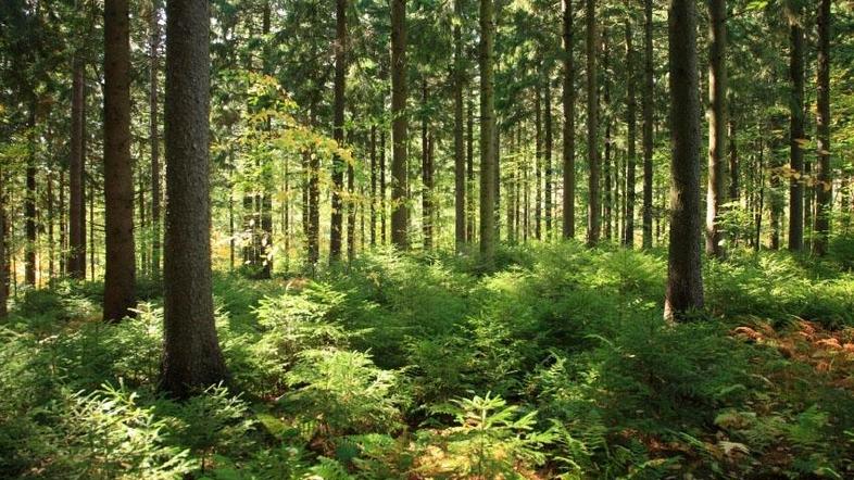 Drevo, ki ga boste posvojili, bodo po praznikih vrnili v gozd.  (Foto: iStockpho