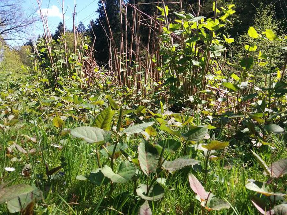 Japonski dresnik | Avtor: Andrej Kurent