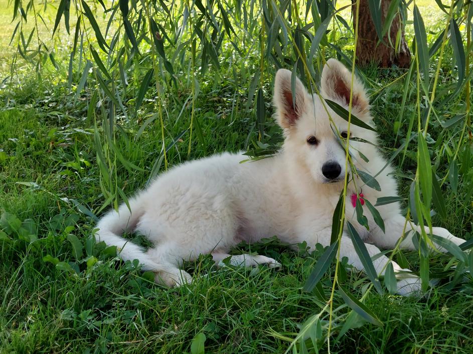 Beli švicarski ovčar