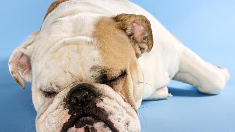 buldog, pes