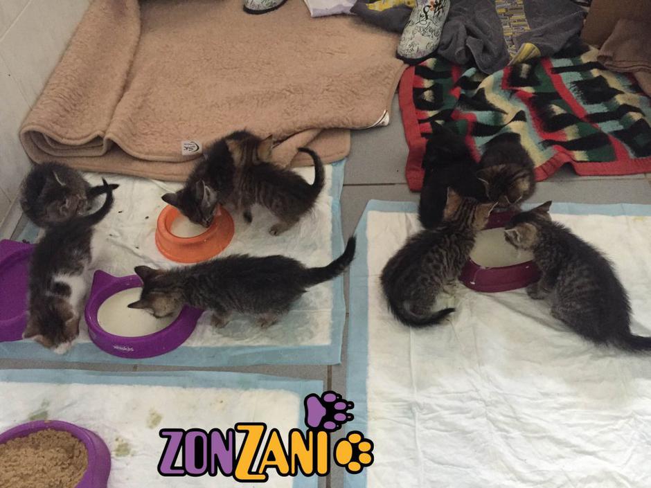 Dudarčki | Avtor: Zonzani