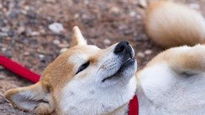 Shiba inu