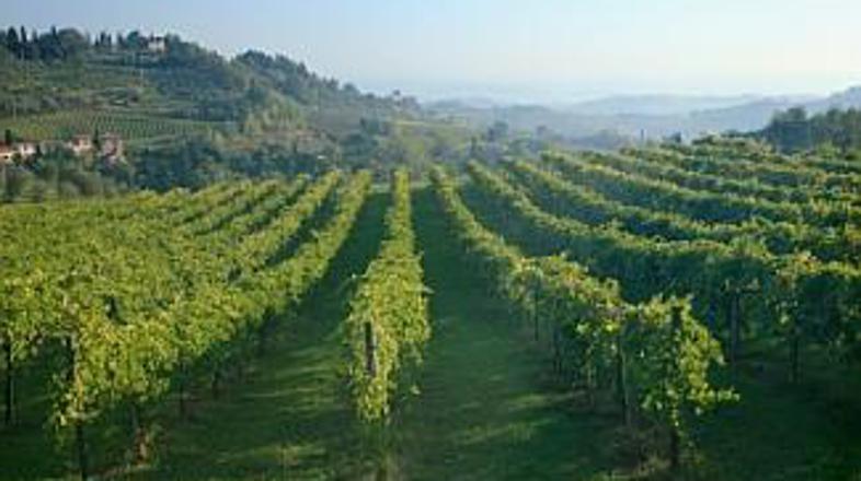 V idilični Toskani "raste" chianti, italijanski ponos. Italijani niso veliki piv