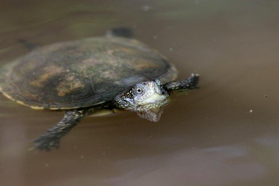 Emys orbicularis - močvirska sklednica | Avtor: Profimedia