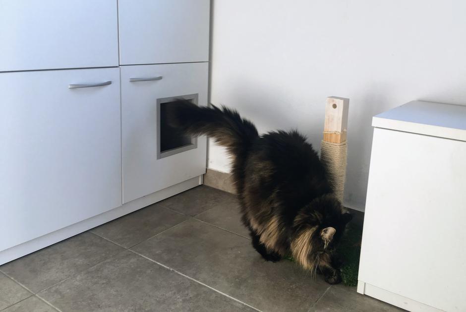 Mačja soba | Avtor: A. Š.