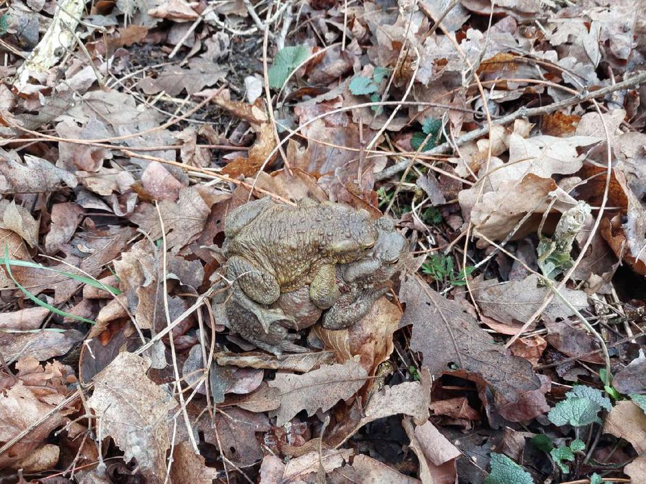 Žabe | Avtor: Arhiv Park Škocjanske jame