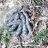 Vipera ammodytes, modras v divjini