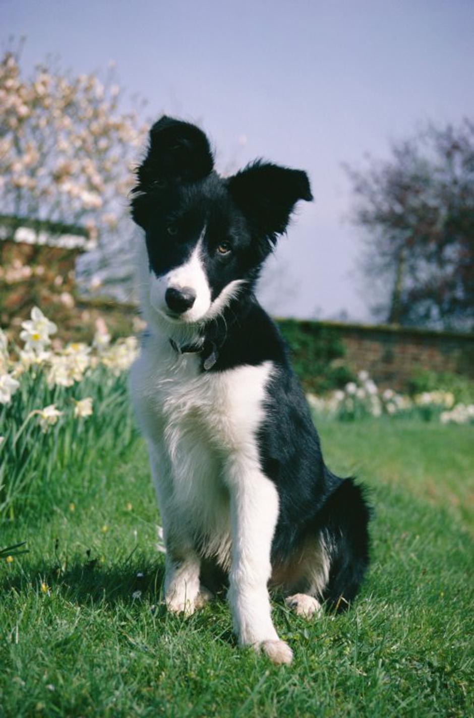 Mladič pes | Avtor: Profimedia