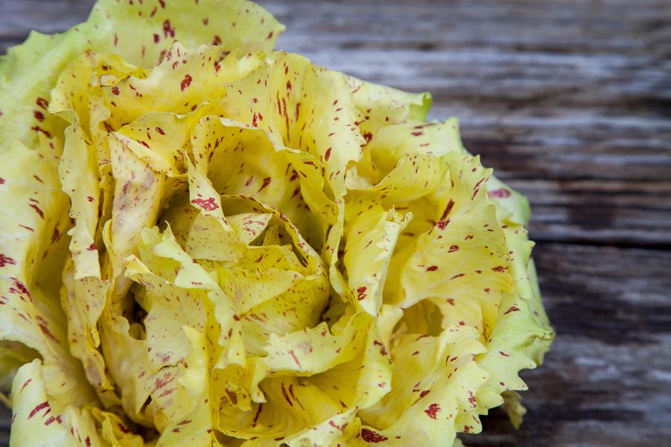 radič | Avtor: Profimedia