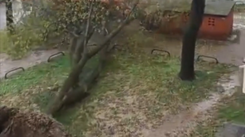 Veter, podrta drevesa, Zagreb