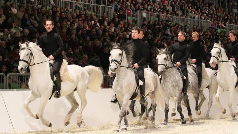 lipicanec lipica v ljubljani