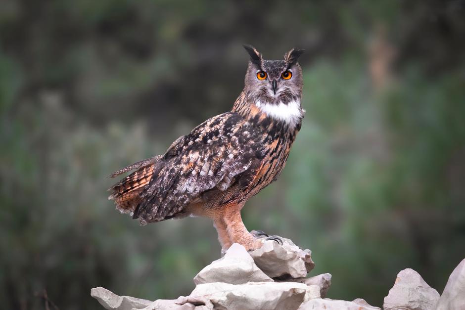 velika uharica | Avtor: DOPPS