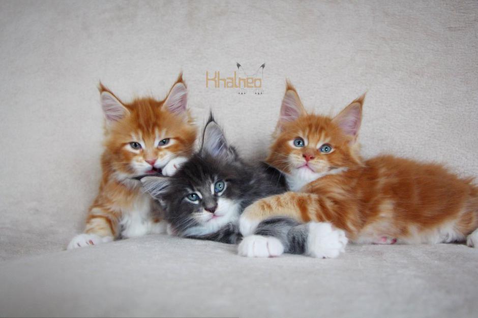 Maine coon | Avtor: Khalneo