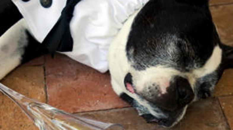 Pa imamo dokaz, da psi slabo prenašajo alkohol.