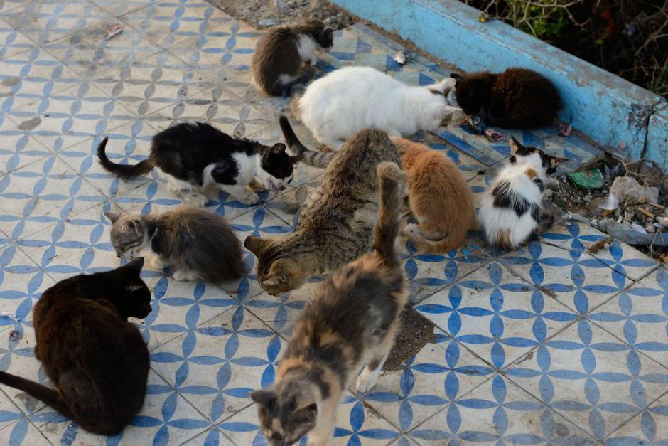 Zapuščene mačke | Avtor: Profimedias