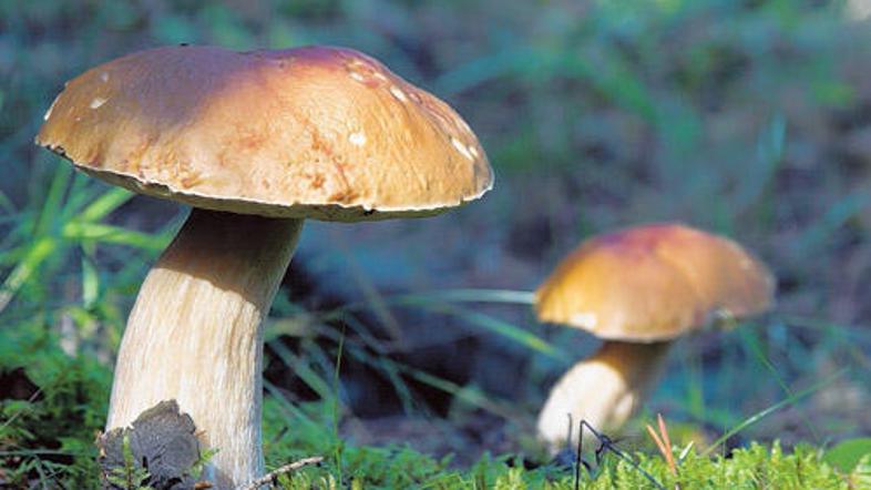 V zadnjih treh letih je gozdarska inšpekcija podelila osem glob zaradi prevelike