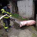 slovenija 28.03.13. resevanje, pujs, svinja, gasilci, foto: GASILSKI ZAVOD TRBOV