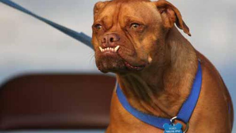 Pabst se lahko "pohvali" z izbočeno spodnjo čeljustjo, povešenimi uhlji in nagub