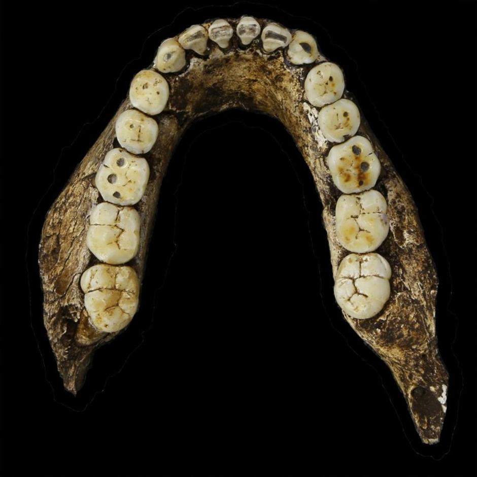 Nova vrsta človeka Homo naledi | Avtor: Profimedias