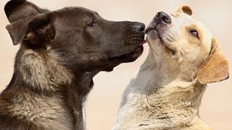 Če se prvi zmenek konča s "poljubom", ste skupaj z vašima kosmatincema gotovo na